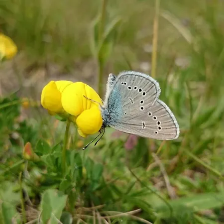 Haus Bergland Апартаменты *